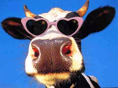 Funny Cow